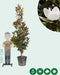 Magnolia grandiflora solitair | Magnolia grandiflora ‘Galissonière’ | Bomenbezorgd.nl