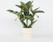 Plant in a Box - Medinilla Magnifica 'Flamenco' - Kamerplant - ⌀17cm - Hoogte 45-55cm