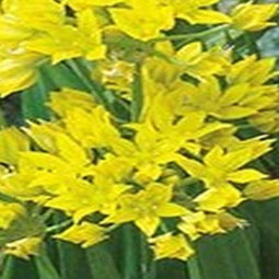 5 stuks - JUB - Allium moly 20 bollen