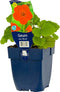 Geum cocc. 'Borisii' | 1 stuk | Bloeiende vaste plant | bloemenpracht in de zomer | 11x11 cm Kwekerspot | Oranje