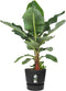 Elho Greenville Rond 55 - Grote Bloempot Buiten - Waterreservoir - 100% Gerecycled Plastic - Ø 55 x H 50 cm - Living black