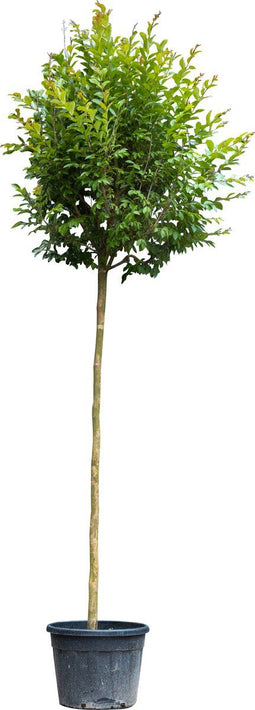 Lagerstroemia 'Rosea Grassi' | Lagerstroemia Indica 'Rosea Grassi' 14-18 cm 200-220 cm| Bomenbezorgd.nl