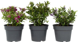Plant in a Box - Hebe All Blooms 'Siara', 'Ranaia', 'Samona' - Hebe - Mix van 3 - Tuinplanten - Winterhard - Pot 13cm - Hoogte 30-35cm