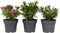 Plant in a Box - Hebe All Blooms 'Siara', 'Ranaia', 'Samona' - Hebe - Mix van 3 - Tuinplanten - Winterhard - Pot 13cm - Hoogte 30-35cm