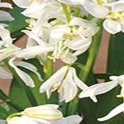 5 stuks - JUB - Scilla siberica Alba 12 bollen