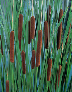Typha minima P9