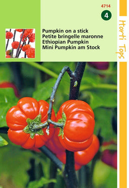 2 stuks - Hortitops - Solanum Aetthiopicum, Pumpkin on a stick op op