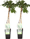 Plant in a Box - Wisteria floribunda 'Longissima Alba' - Set van 2 - Japanse blauwe regen - Witbloeiende sierplant - Klimmer - Pot 15cm - Hoogte 60-70cm