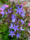 Campanula poscharskyana | 1 stuk | Bodembedekker | vermijd onkruid | grondbedekker | 11x11 cm Kwekerspot | Paars