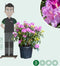 Rhododendron Catawbiense boursault | Rhododendron 'Catawbiense boursault' | Bomenbezorgd.nl