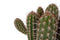Cactus van Botanicly – Pilosocereus incl. sierpot wit als set – Hoogte: 50 cm – Pilosocereus Gounelii