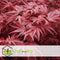 Plant in a Box - Acer palmatum ´Atropurpureum´ - Japanse Esdoorn - Donkerrode bladeren - Pot 19cm - Hoogte 60-70cm