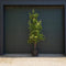 Oude perenboom Conference Pyrus c. Conference 225 cm