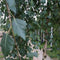 Prieelberk | Betula pendula 'Youngii' 14-18 cm 220 cm| Bomenbezorgd.nl