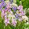 Plant in a Box - Hyacinthoides Hispanica Mix - Bloembollen x40 - Spaans Sterhyacint Mix - Bloembollenmix voor Tuin, Terras of Balkon