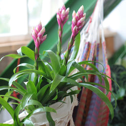 Kamerplant - Guzmania Candy single