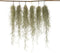 Plant in a Box - Set van 6 Tillandsia Usneoides 'Baard tillandsias' - Luchtplantjes - Kamerplanten - Decoratie - Hoogte 25-50cm