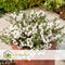 Plant in a Box - Gaultheria mucronata - Witte Pernettya in Mand - Parelbes - Pot 17cm - Hoogte 25-40cm