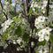 Sierpeer leiboom 150 cm | Pyrus call. 'Chanticleer' 8-12 cm 150 cm| Bomenbezorgd.nl