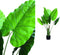 PTMD Tree groene syngonium podophyllum in plastic pot