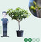 Vijgenboom 20/25 cm Ficus carica 162,5 cm