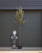 Steeneik Quercus ilex h 275 cm st. omtrek 7 cm st. h 170 cm