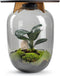 Terrarium | Eiken Tafel | Bonsai plant | Grijs glas | ↑55cm -Ø35cm