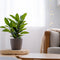 Plant in a Box - Laurier - Laurus nobilis - Hoogte 30-40cm - Pot 14cm - Struik - Groen