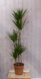 Kamerplant Drakenbloedboom Dracaena Marginata smal blad groen 200 cm