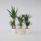Plant in a Box - XL Indoor Palm Mix - Mix van 3 - Groene kamerplanten - Palmen - Areca, Dracaena, Yucca - Pot 17cm - Hoogte 70-90cm