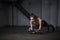 Wonder Core Genius - 10 in 1 Allround Trainingssysteem voor thuis - Full Body Fitnessapparaat - Suspension Trainers - Ab Roller Taille Twister Handknijper Weerstandsband Balance Bord Krachttraining