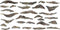 Woodland Scenics WC1245 Universeel Gipsmal Beekoever