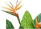 Decoratieve plant DKD Home Decor (80 x 80 x 120 cm)