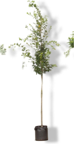 2 stuks! Haagbeuk Carpinus betulus h 250 cm st. omtrek 8 cm boom