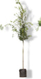 2 stuks! Haagbeuk Carpinus betulus h 250 cm st. omtrek 8 cm boom