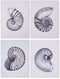 Schilderij Home ESPRIT Schelp 60 x 2,5 x 80 cm (4 Stuks)