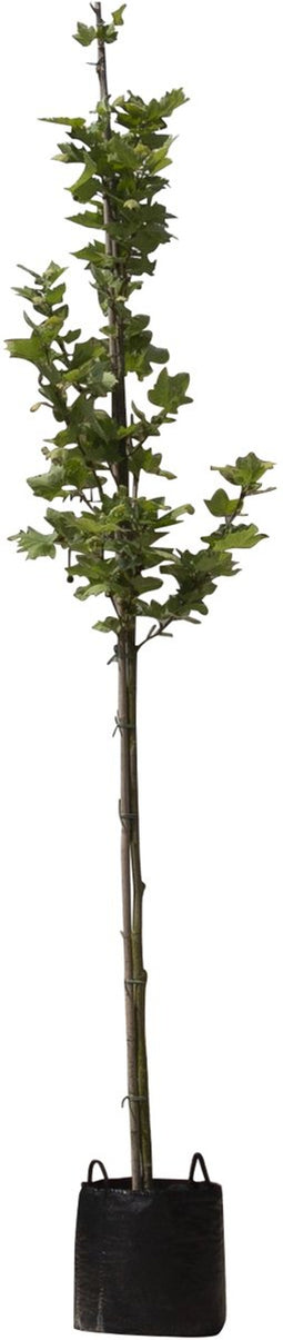 Plataan hoogstam 200 cm | Platanus hispanica 6-10 cm | Bomenbezorgd.nl