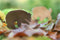 White Goblin Games - Everdell: Spirecrest - bordspel - Uitbreidingset
