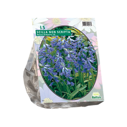 Scilla Nutans Endymion non Scripta - 1 x 15 stuks