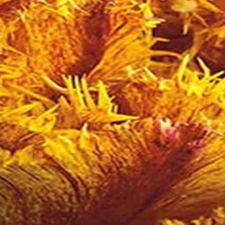 3 stuks - JUB - Tulipa Bastia 4 bollen