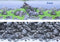 Juwel Aquarium Decoratie - Poster - L - 100x50 cm
