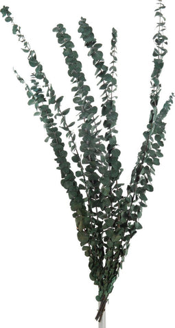 J-Line droogbloemen - bundel Eucalyptus Fijn - riet - groen