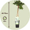 Plant in a Box - Wisteria floribunda 'Longissima Alba' - Japanse blauwe regen - Witbloeiende sierplant - Klimmer - Pot 15cm - Hoogte 60-70cm
