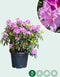 Rhododendron Catawbiense boursault | Rhododendron 'Catawbiense boursault' | Bomenbezorgd.nl