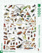 New York Puzzle Company - Vintage Images Mollusks - 1000 stukjes puzzel