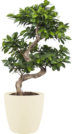 Goed & Groen - Ficus Gin Seng Bonsai met Elho Brussels Round pot Soap - ↨ 70cm - Potmaat 27 - Exclusieve Kwaliteit Planten - Kamer Plant - Kamerplanten - Sfeer - Interieur