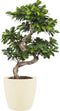Goed & Groen - Ficus Gin Seng Bonsai met Elho Brussels Round pot Soap - ↨ 70cm - Potmaat 27 - Exclusieve Kwaliteit Planten - Kamer Plant - Kamerplanten - Sfeer - Interieur