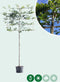Groene leibeuk 200 cm | Fagus sylvatica 10-14 cm 200 cm| Bomenbezorgd.nl