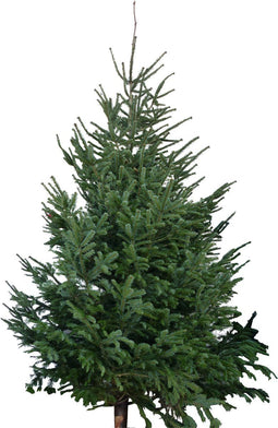 Warentuin natuurlijk - Kerstboom Warentuin XXL Nordman A - kwalite...