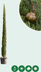 Italiaanse cipresboom 300 cm Cupressus semp. Pyramidalis 325 cm